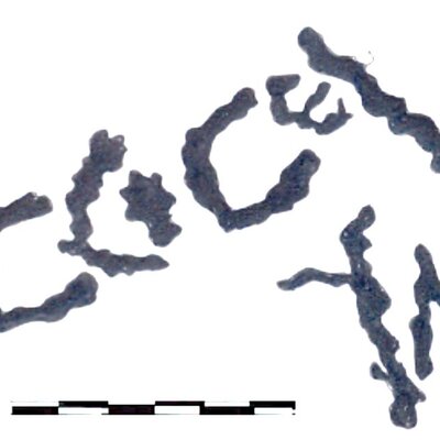 inscription of siglum AAEK 215