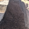 Image of AGK 1