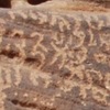 inscription of siglum Al-ʿUḏayb 006
