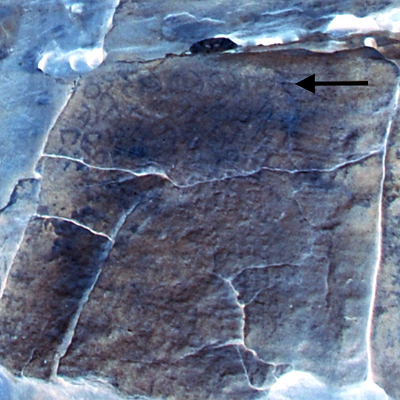 inscription of siglum Al-ʿUḏayb 046