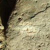 inscription of siglum Bādiyah Palm. 1