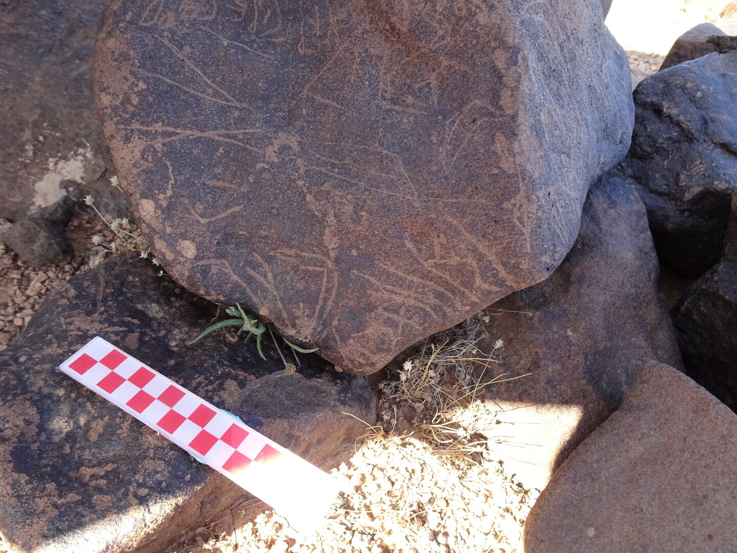 Image of siglum BES20 1065