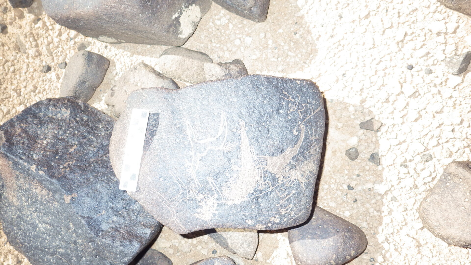 Image of siglum BES20 1246