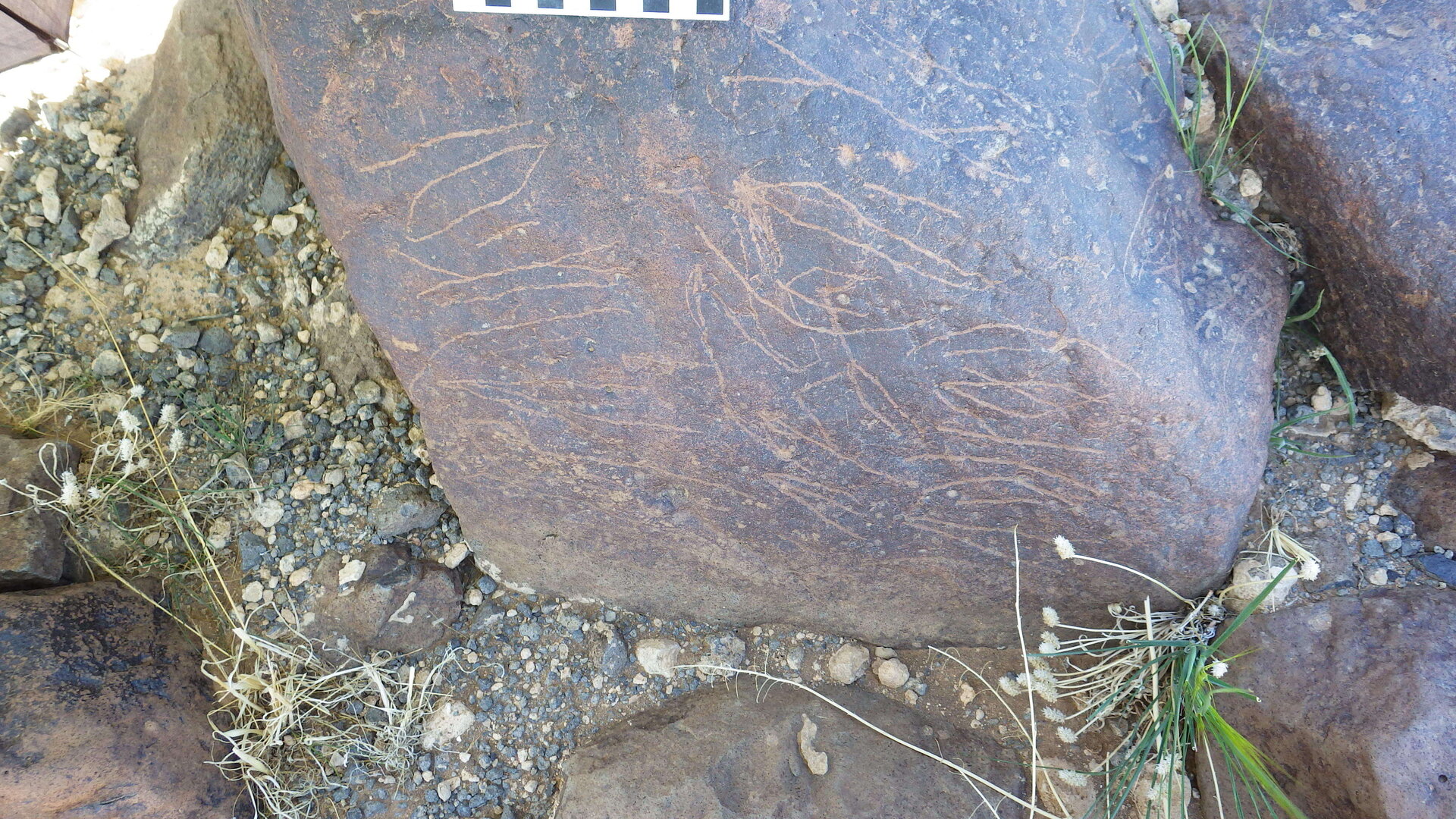 Image of siglum BES20 1246
