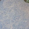 Image of siglum BES20 1246