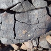 Image of siglum BES20 1248