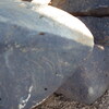 Image of siglum BES20 1248