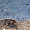 Image of siglum BES20 1248