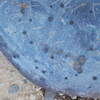 Image of siglum BES20 1248