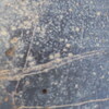 Image of siglum BES20 1248