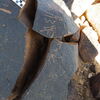 Image of siglum BES20 1248