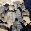 Image of siglum BES20 1248