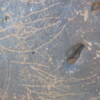 Image of siglum BES20 1248