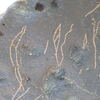 Image of siglum BES20 1248