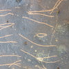Image of siglum BES20 1248