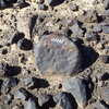 Image of siglum BES20 1248