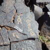 Image of siglum BES20 1248