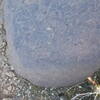 Image of siglum BES20 1248