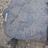 Image of siglum BES20 1248