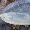 Image of siglum BES20 1260