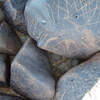 Image of siglum BES20 1269