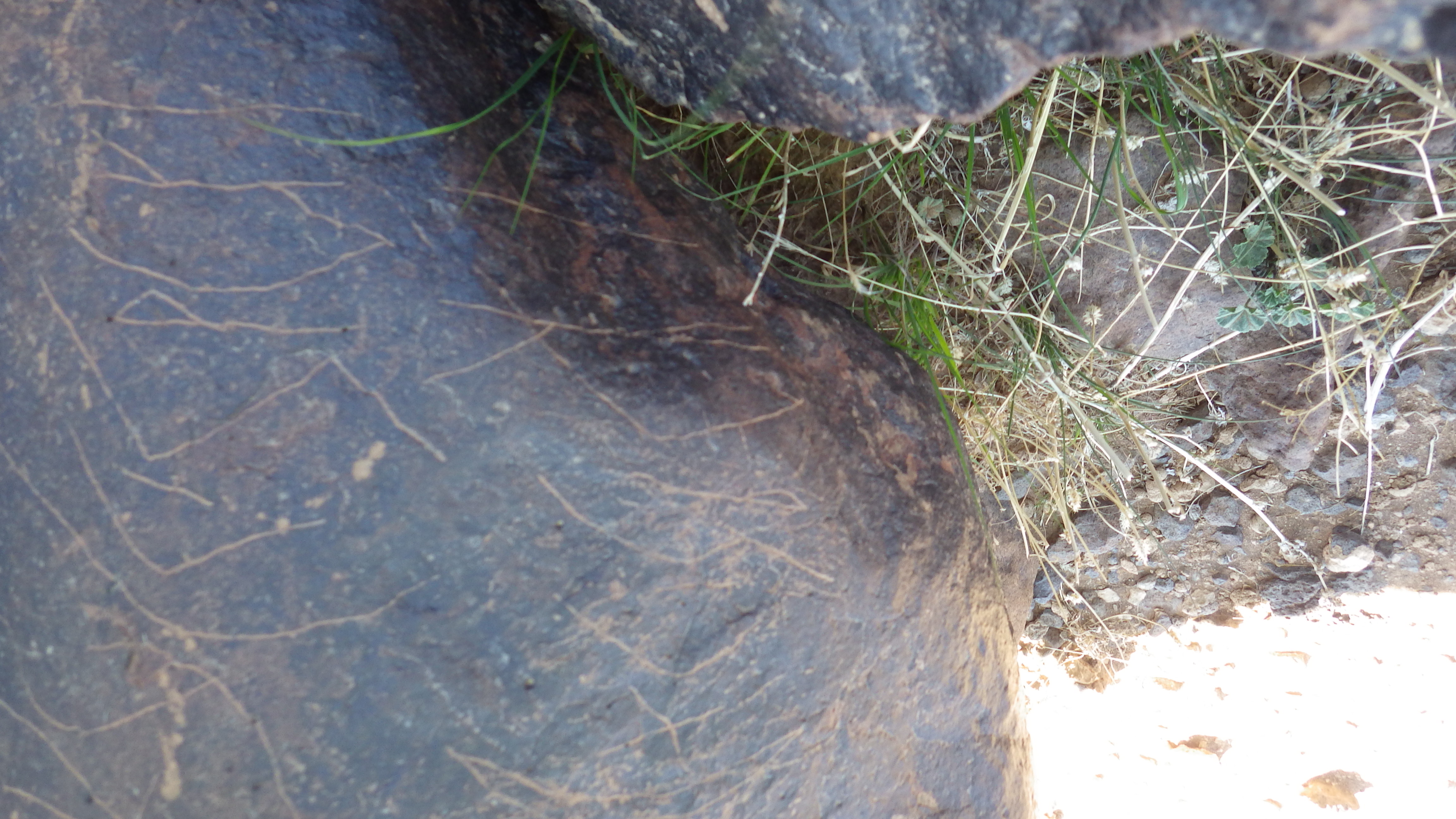 Image of siglum BES20 1479