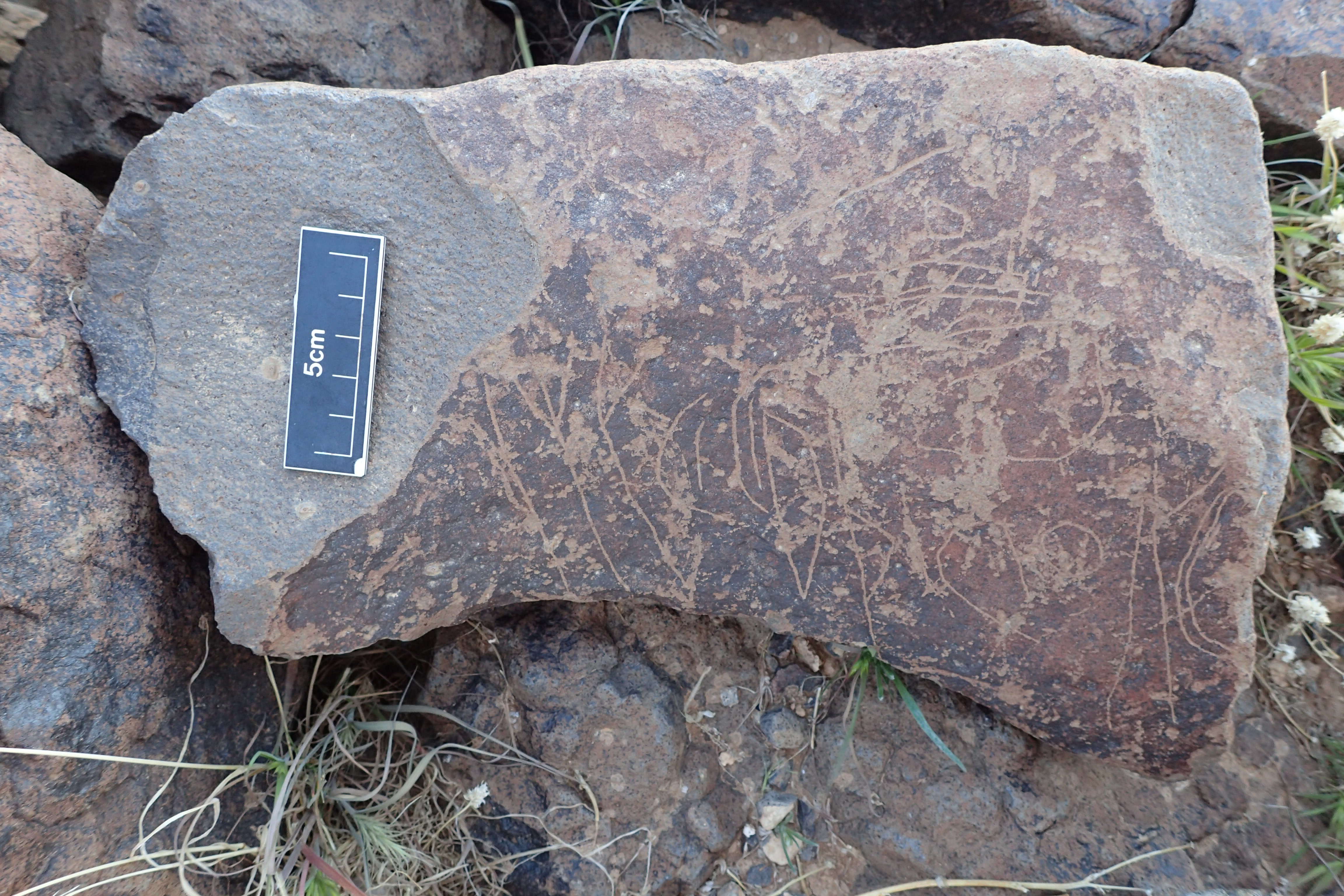 Image of siglum BES20 1599