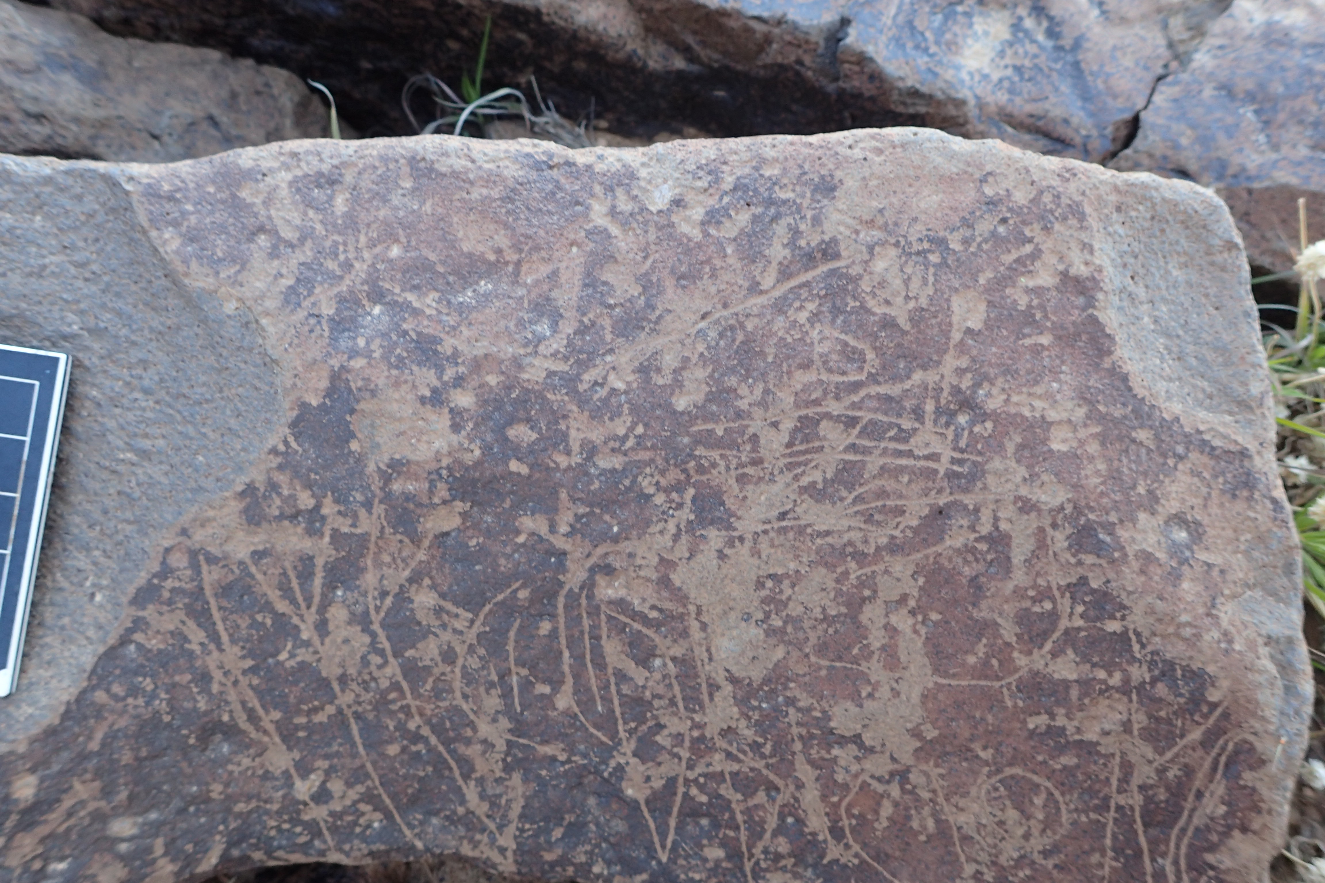 Image of siglum BES20 1599