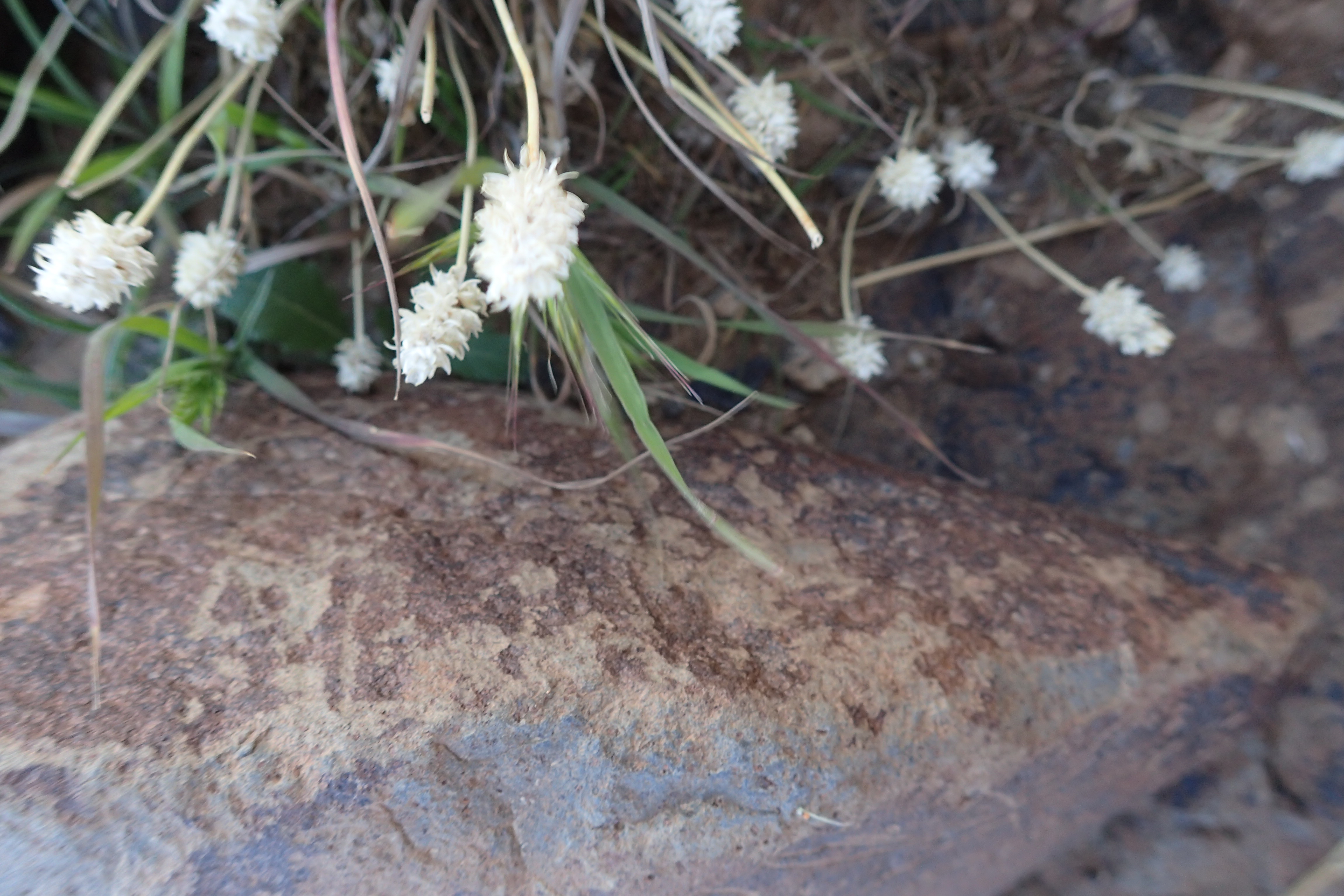 Image of siglum BES20 1599