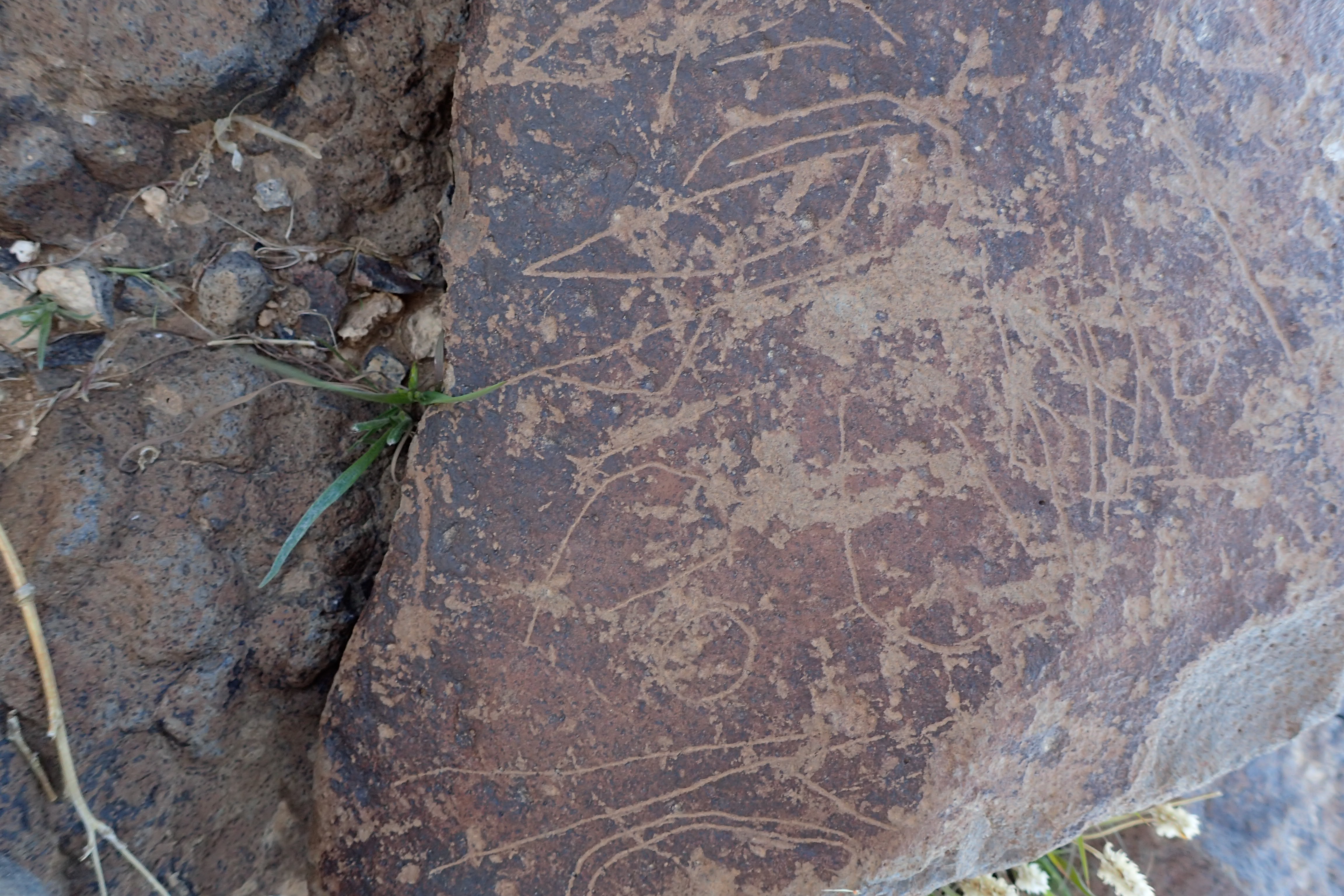 Image of siglum BES20 1599