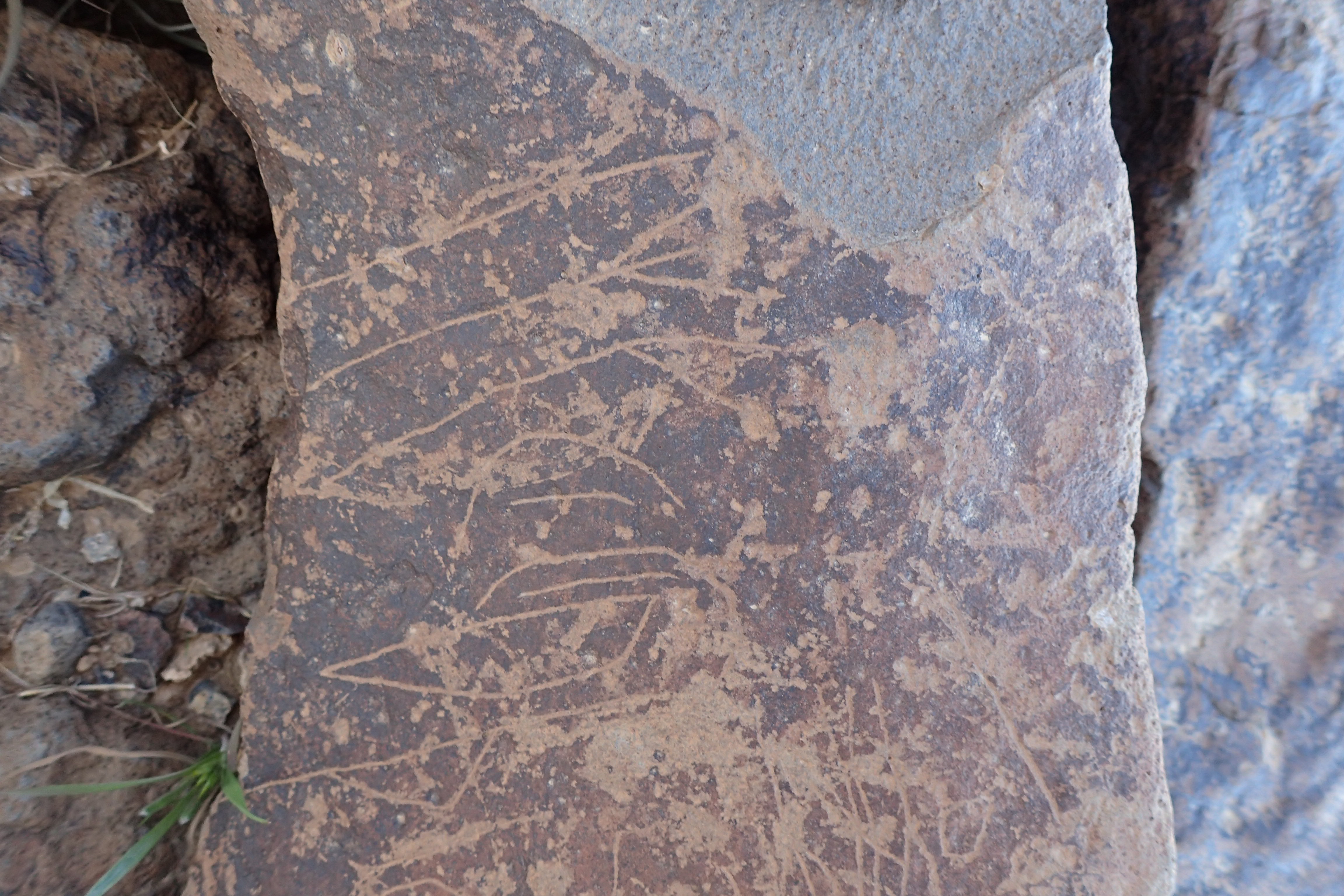 Image of siglum BES20 1599