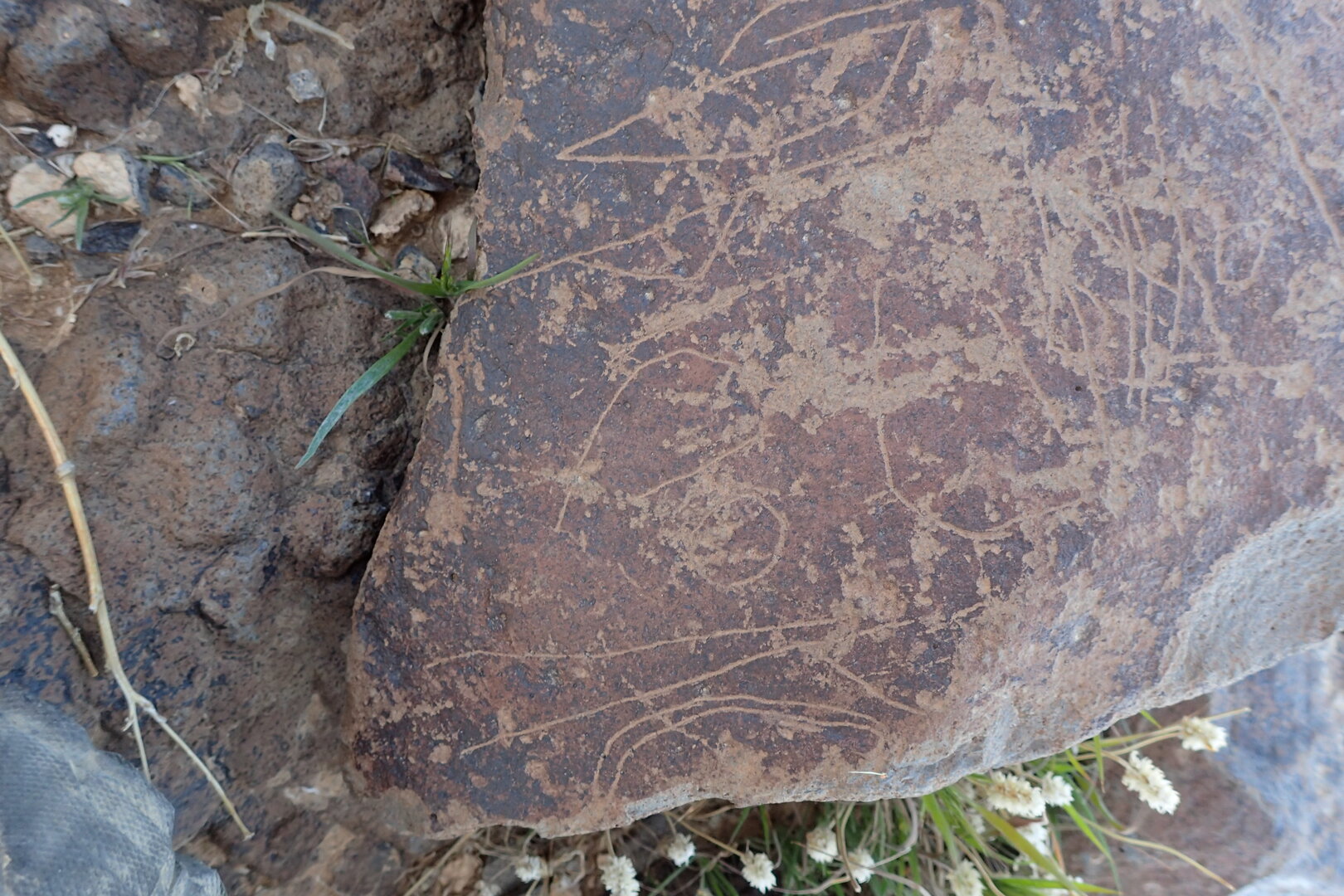 Image of siglum BES20 1599