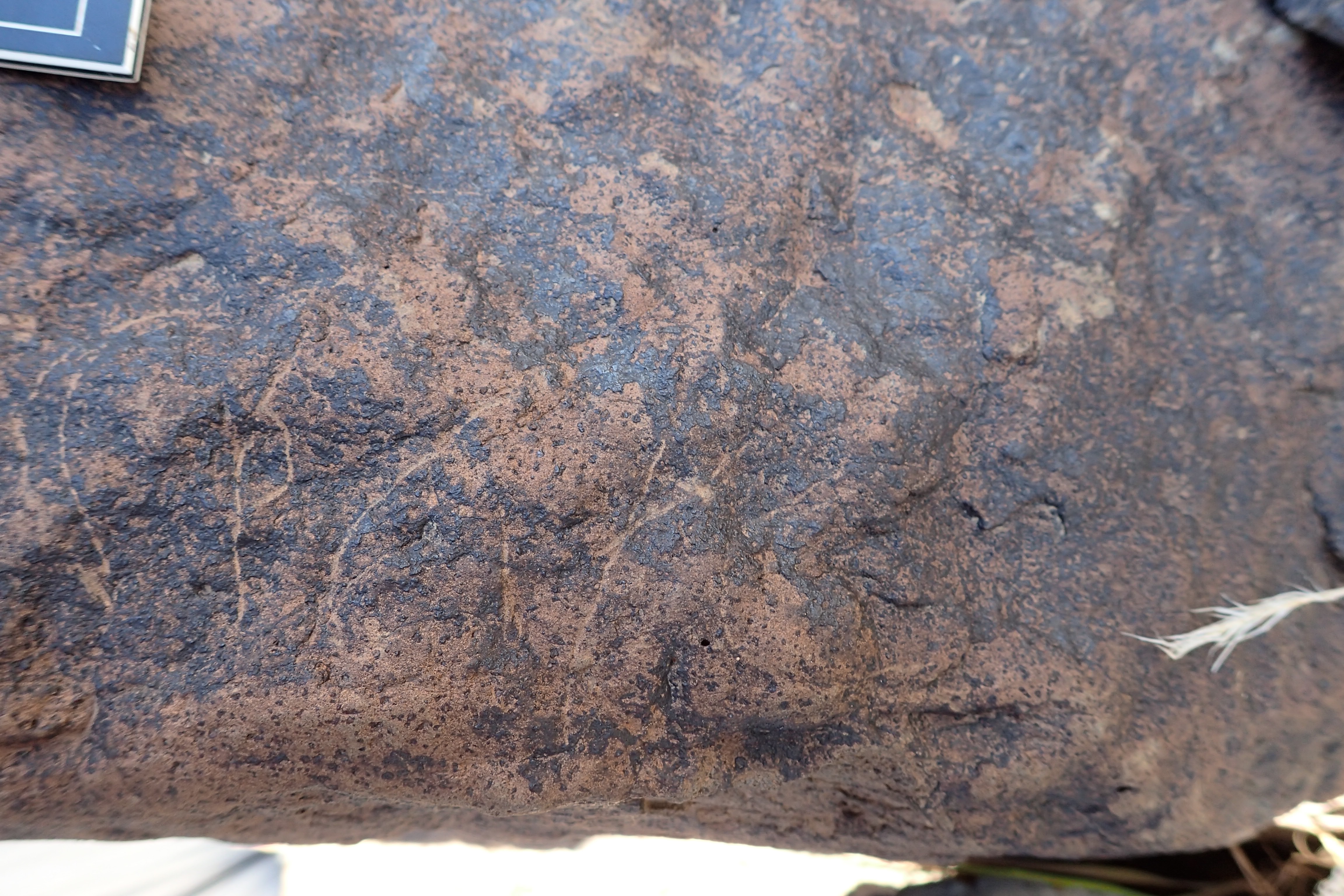 Image of siglum BES20 1600