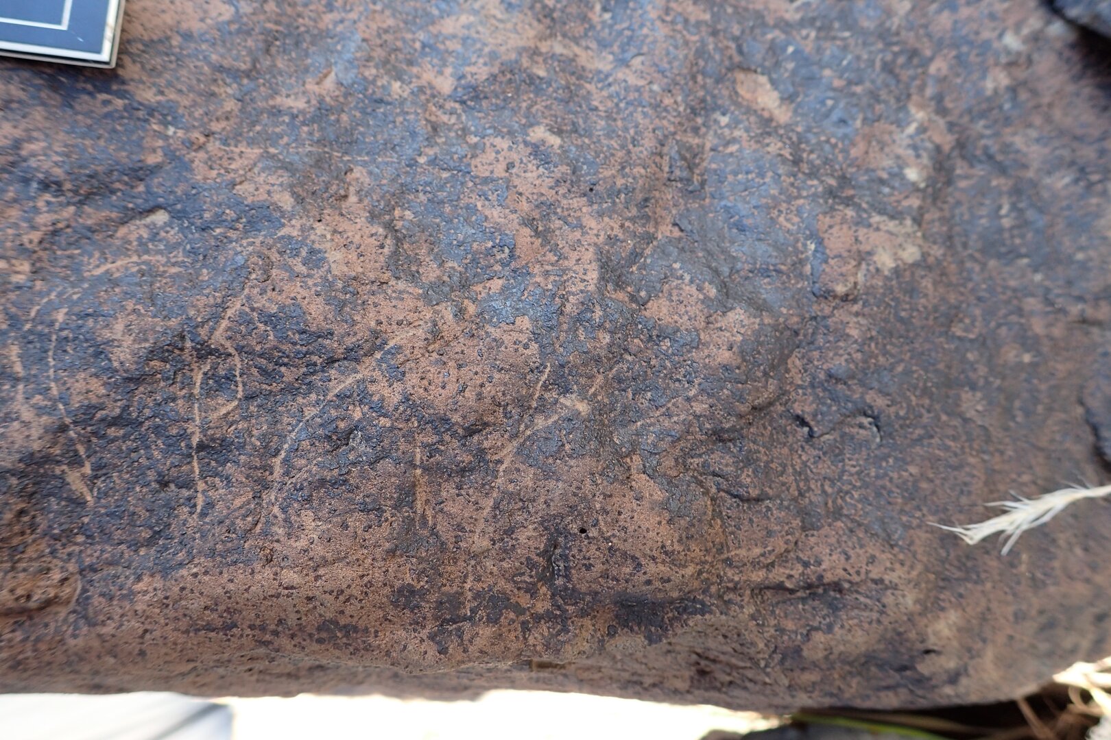 Image of siglum BES20 1600