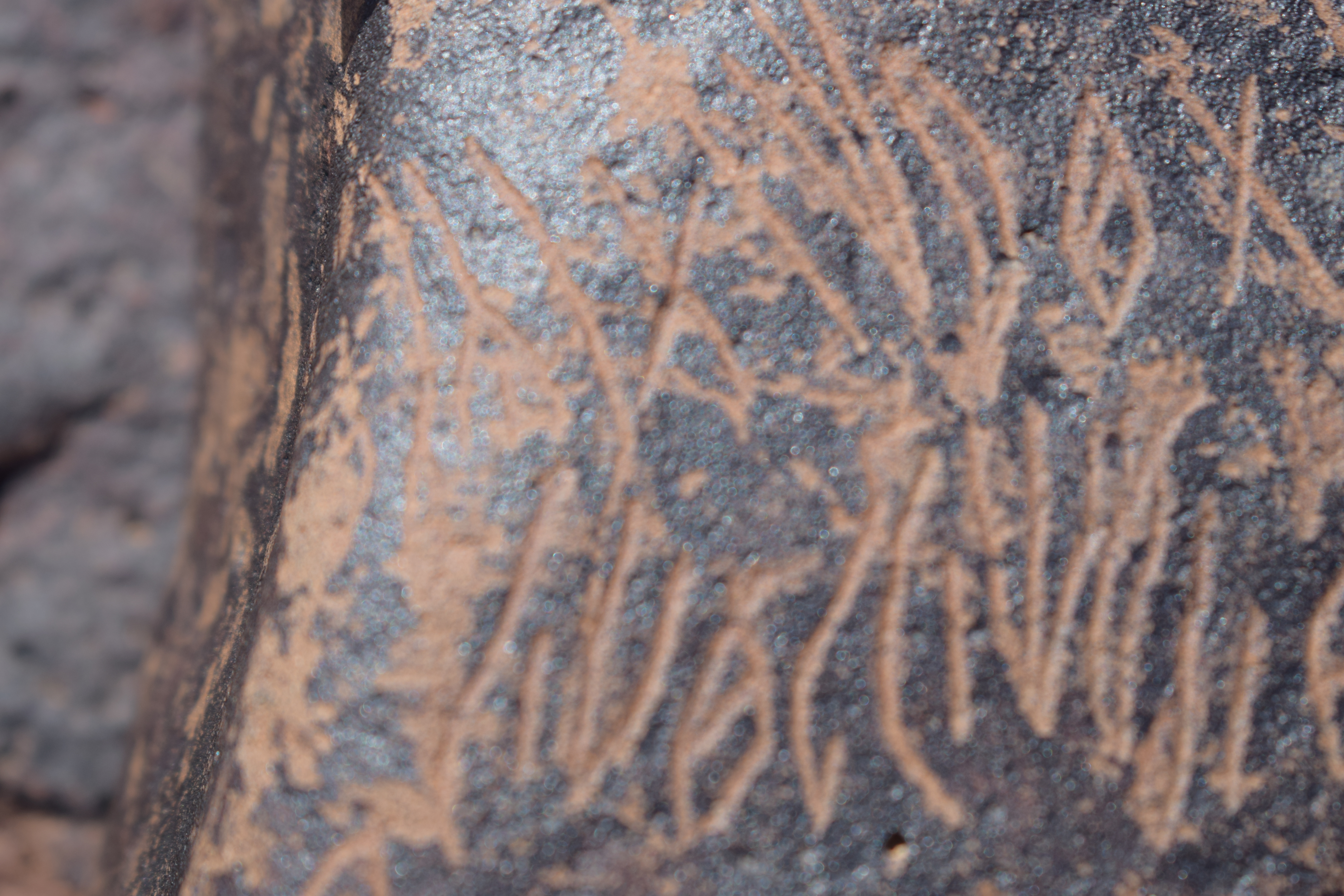 Image of siglum BES20 1631