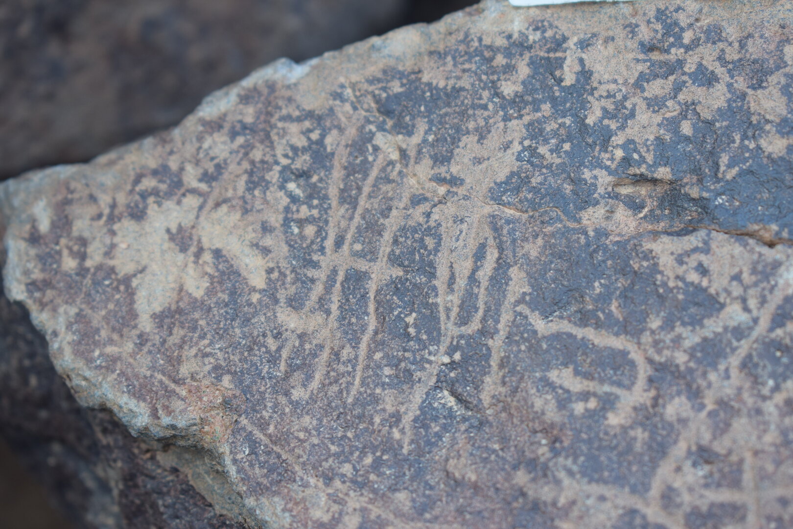 Image of siglum BES20 1641