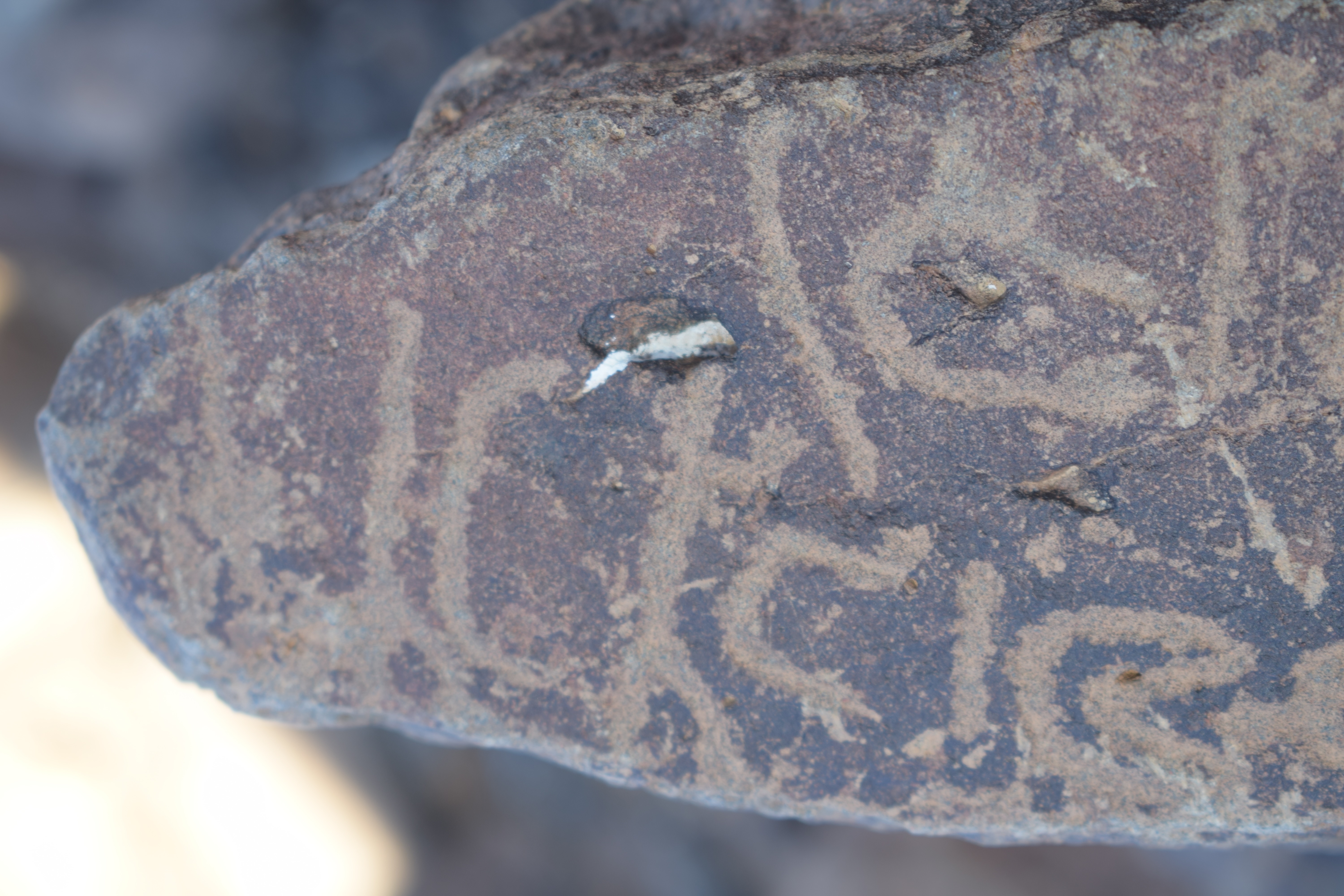 Image of siglum BES20 1642