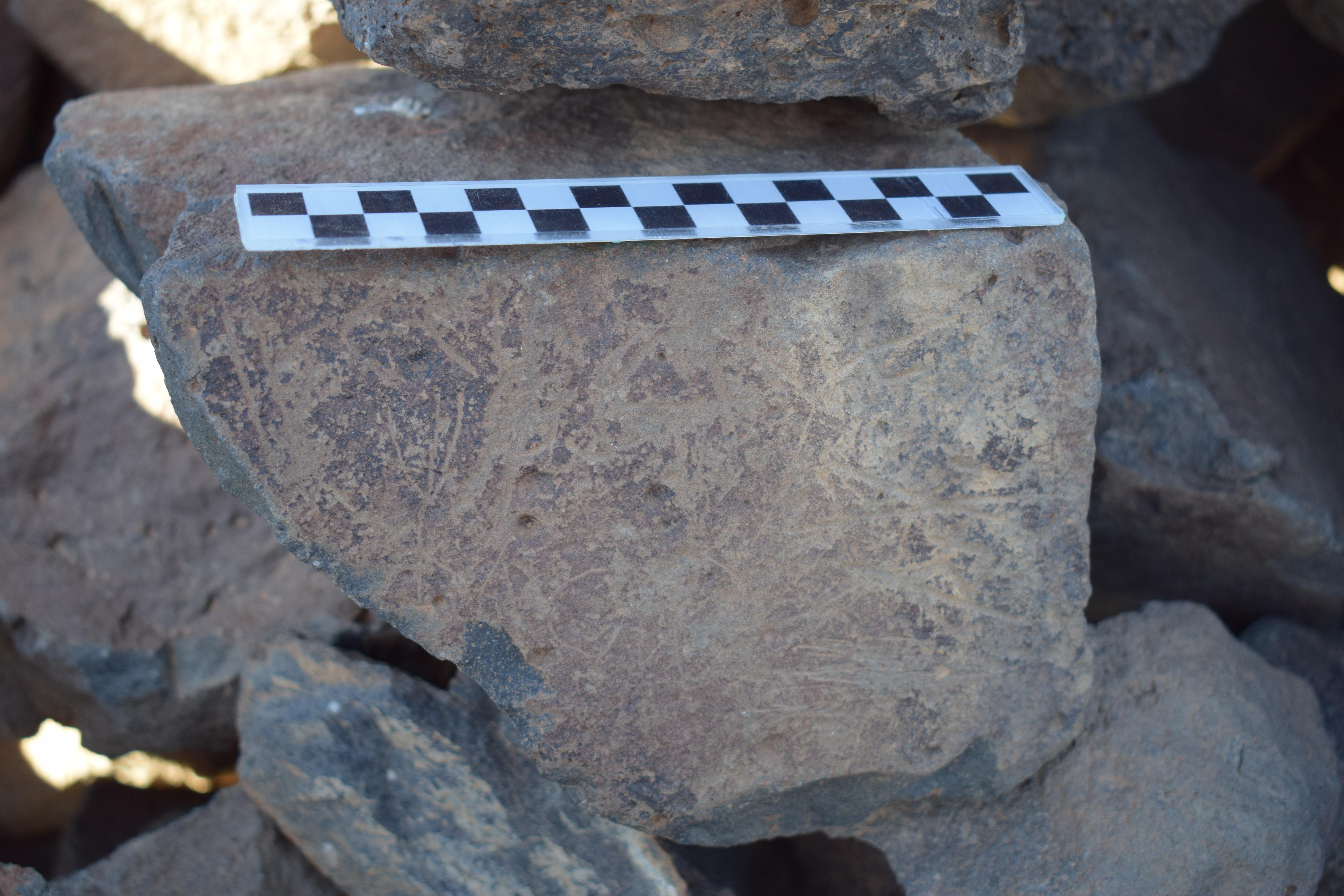 Image of siglum BES20 1645