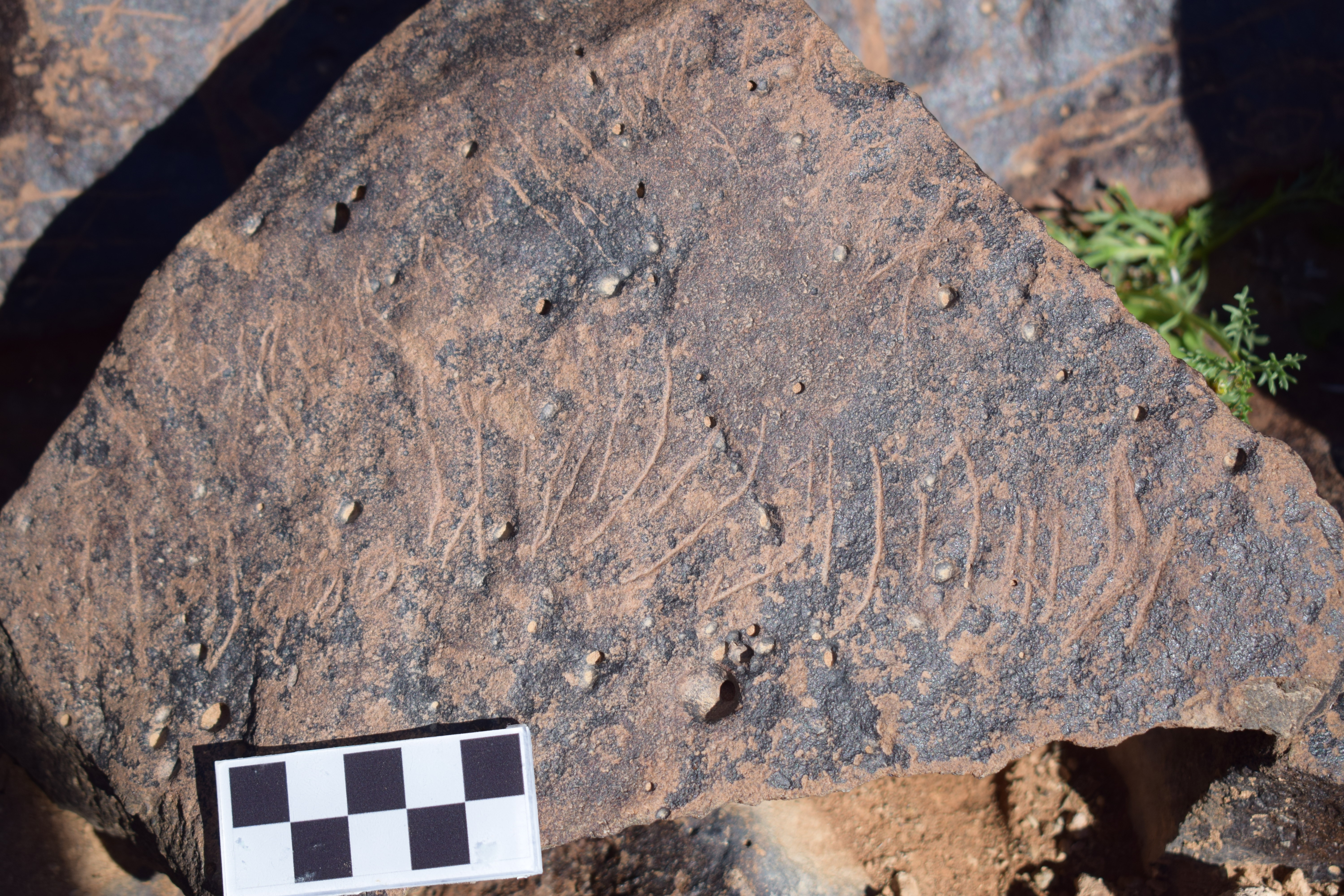 Image of siglum BES20 1658