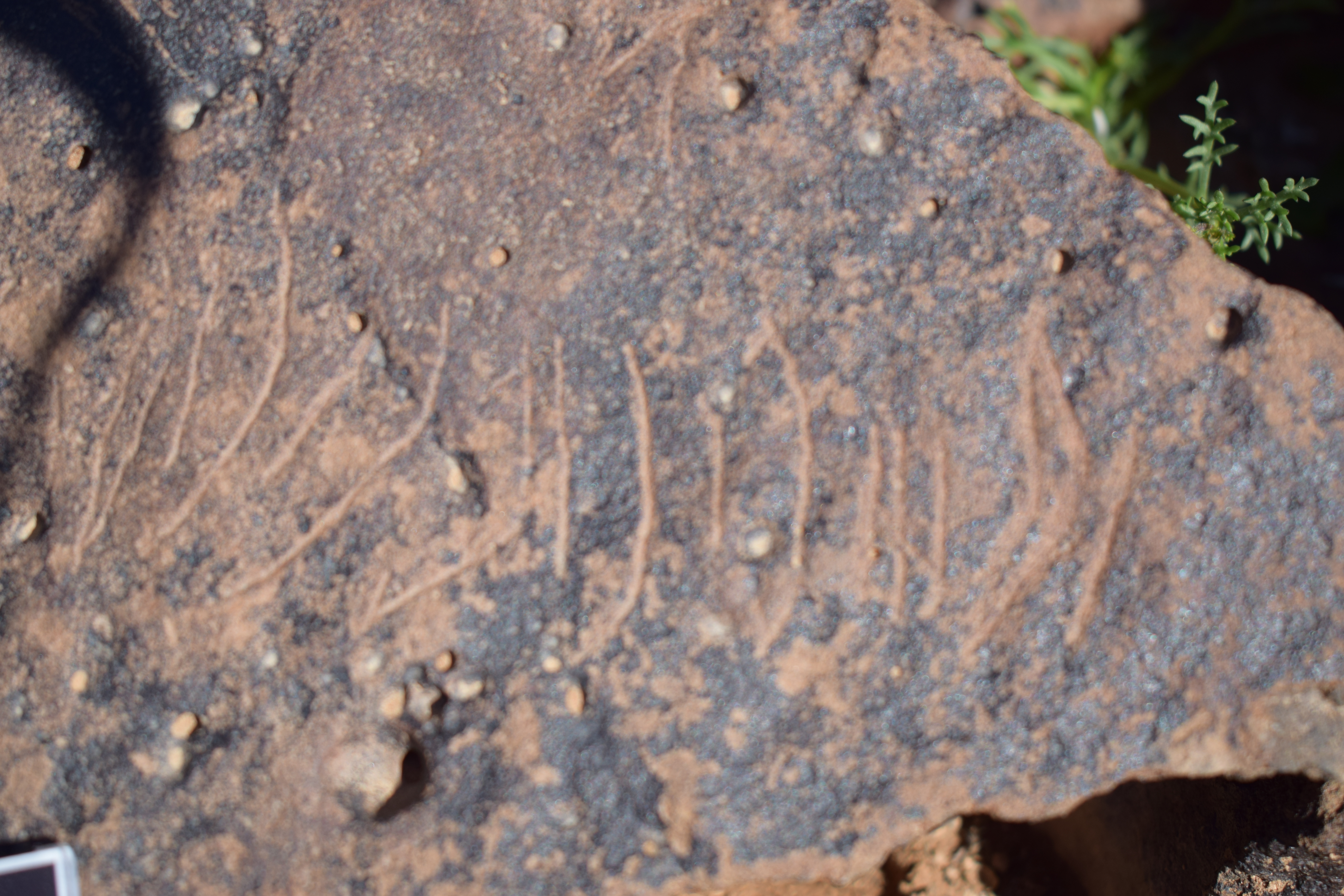 Image of siglum BES20 1658