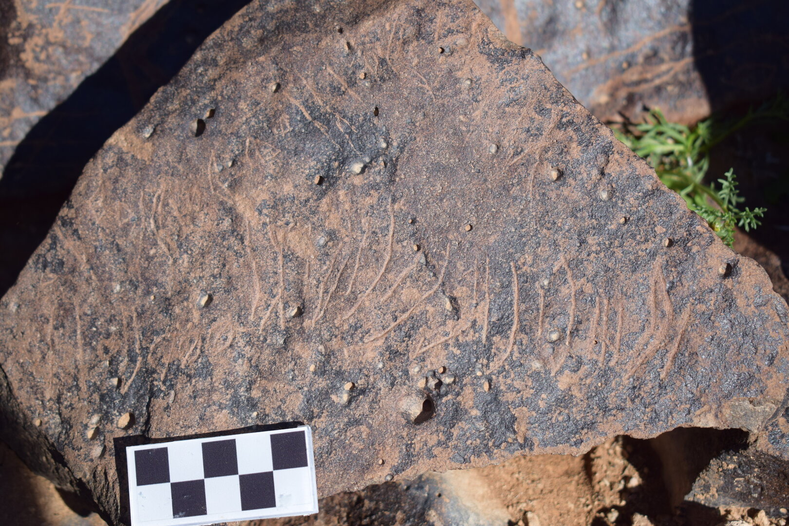 Image of siglum BES20 1658