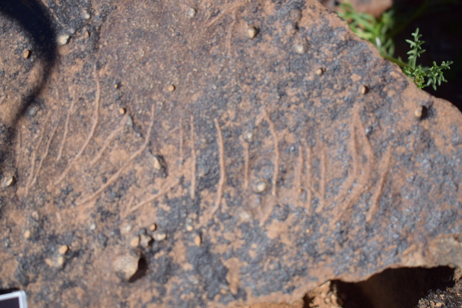 Image of siglum BES20 1658