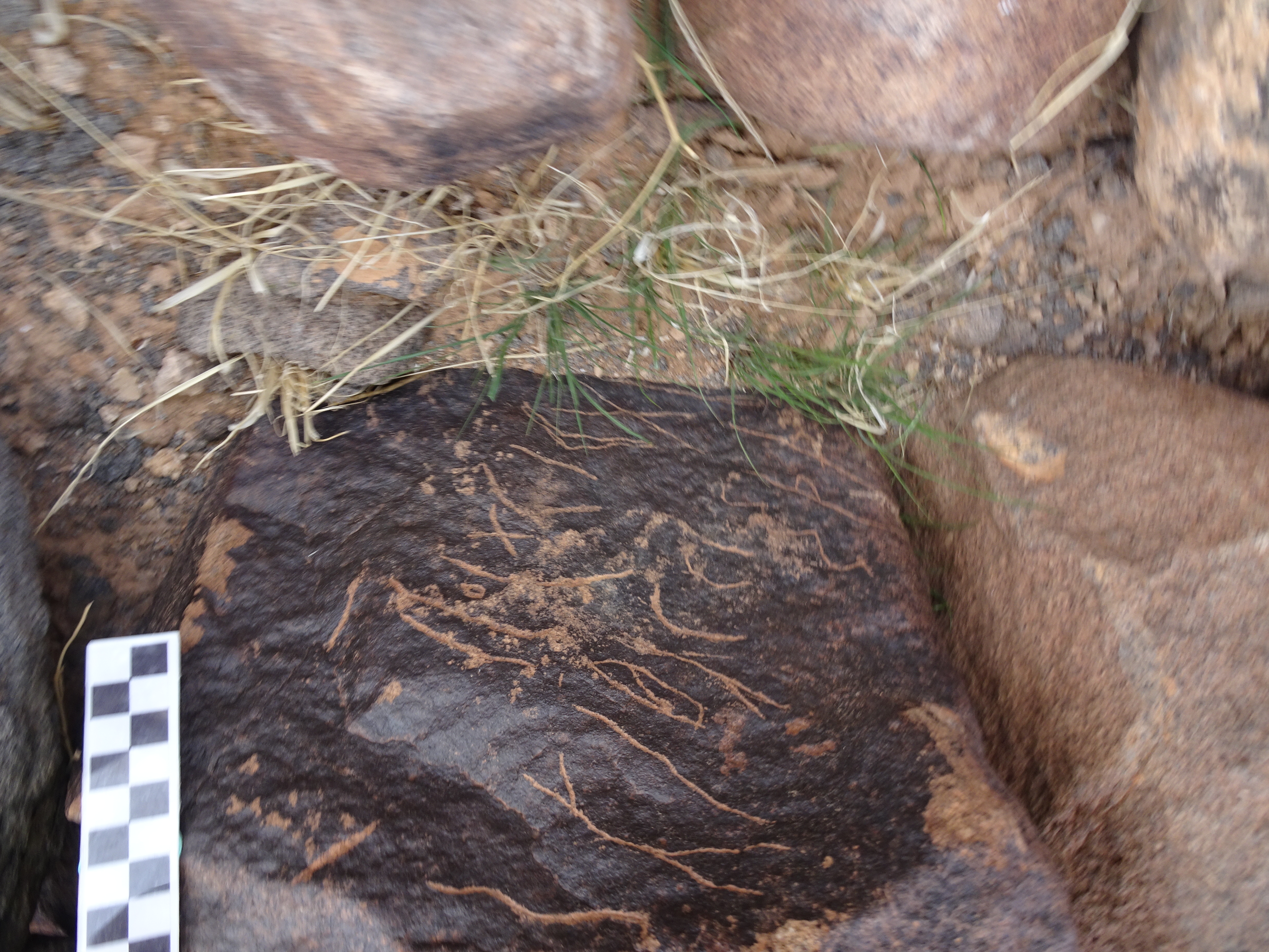 Image of siglum BES20 1830