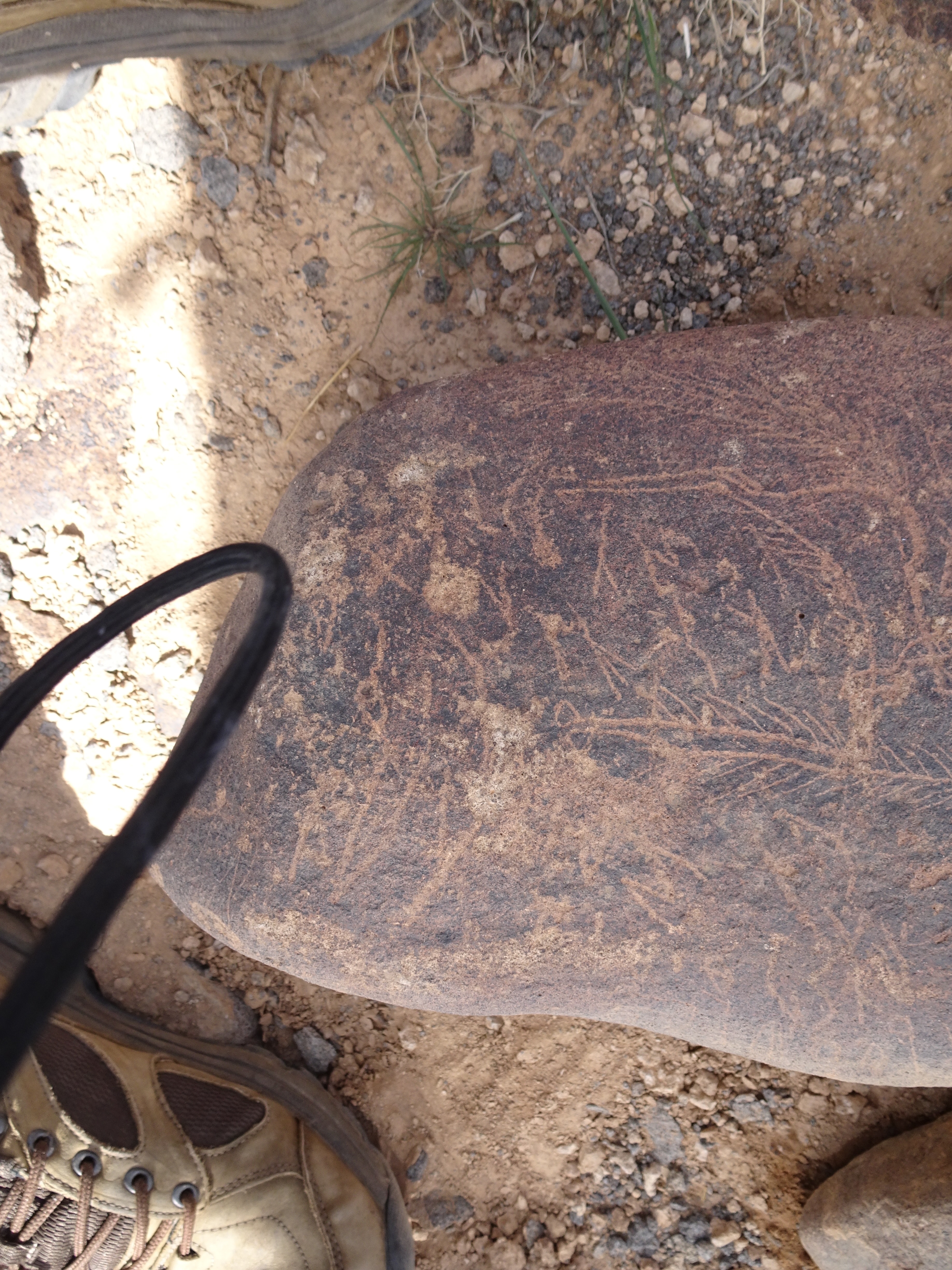 Image of siglum BES20 1835