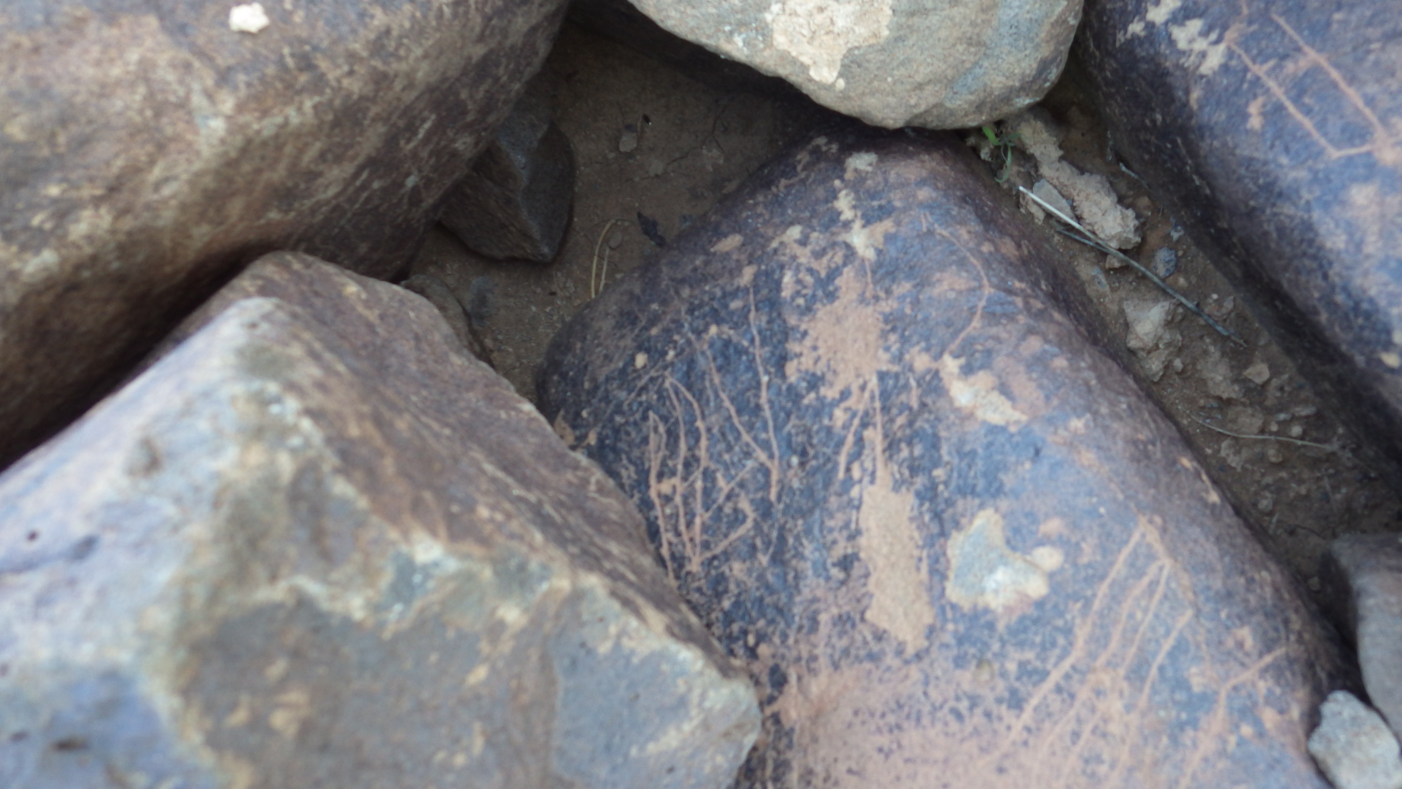 Image of siglum BES20 626