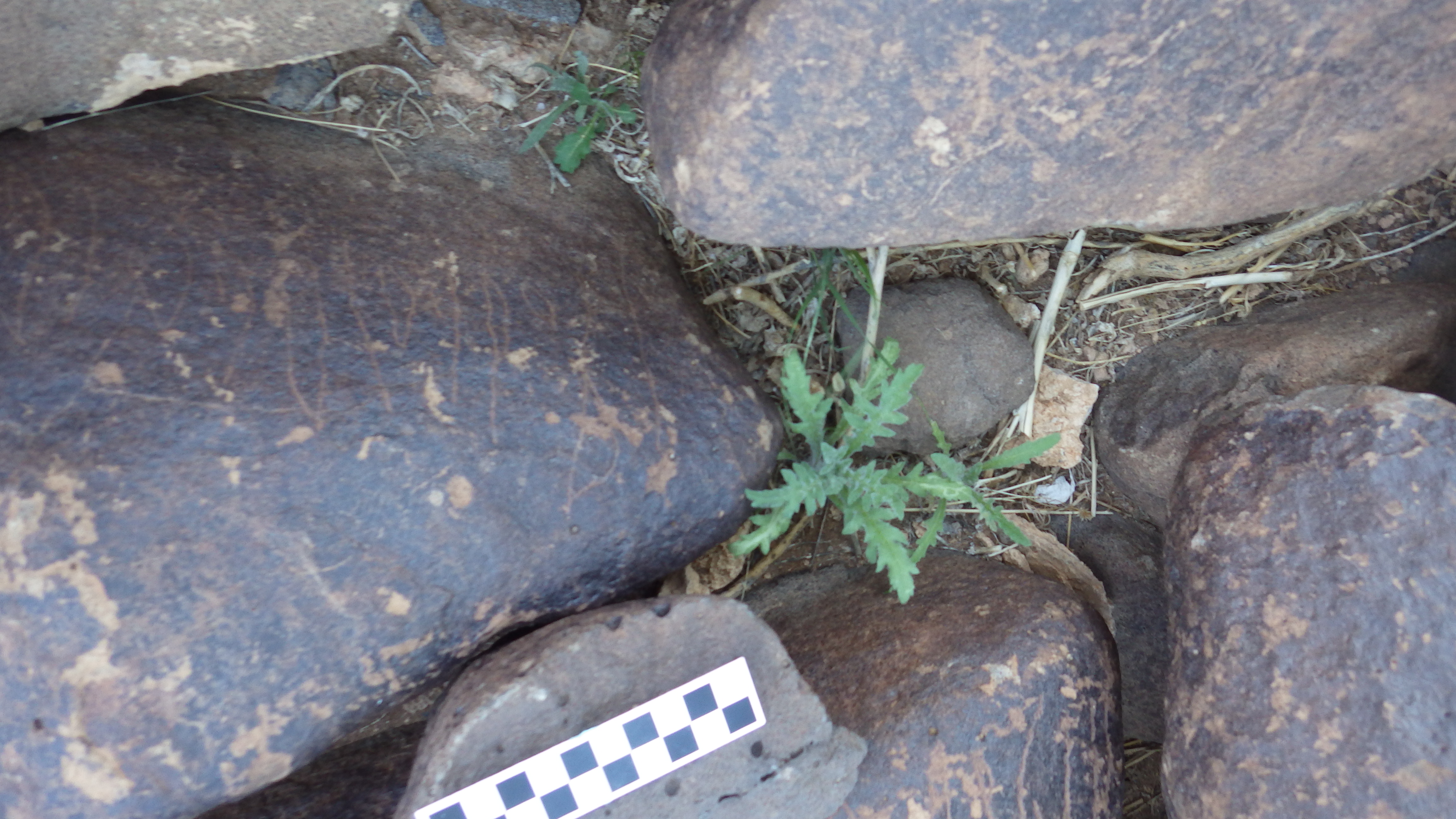 Image of siglum BES20 627