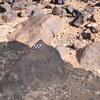 Image of siglum BES20 649
