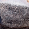 Image of siglum BES20 695