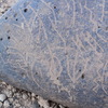 Image of siglum BES20 743