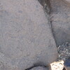 Image of siglum BES20 785